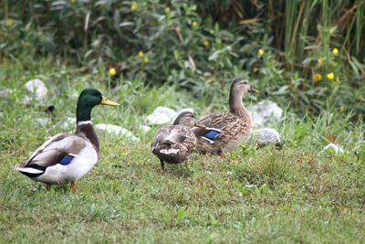 Mallard ducks on land