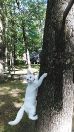 Dog standing on tree trunk