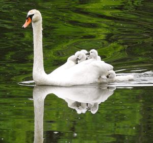 White swan swimming in lake