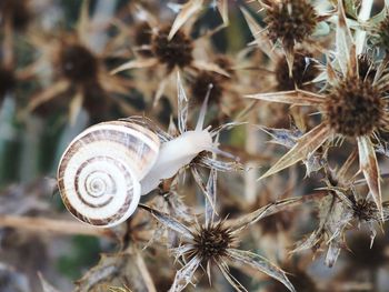 Close-up of snail on plant