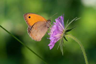 Close-up of butterfly pollinating on flower