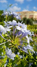 Close-up of white flowering plant against sky