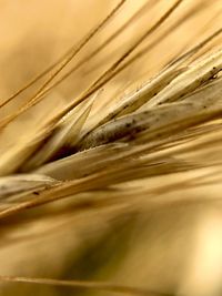 Close-up of wheat