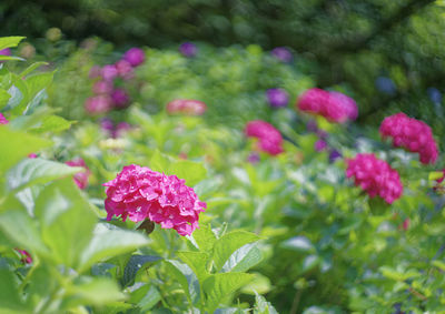 Close-up of pink flowers blooming outdoors