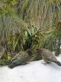 View of birds on land