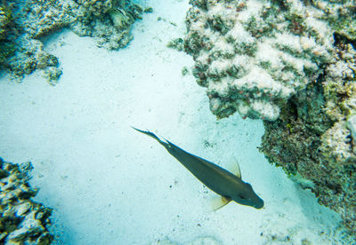 Close-up of fish swimming in sea