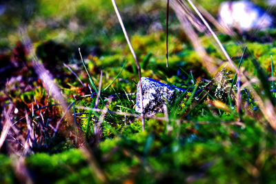 Close-up of snake on grass