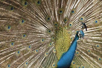 Extreme close up of peacock