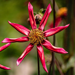 Close-up of wilted flower