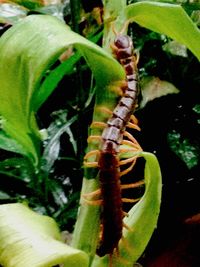 Close-up of caterpillar on plant