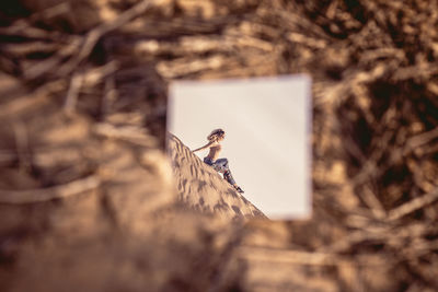 View of a bird on wood