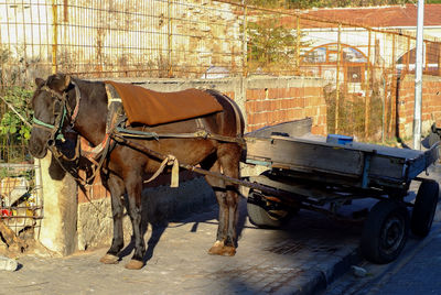 Horse cart in a city