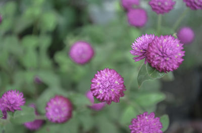 Close-up of pink flowers