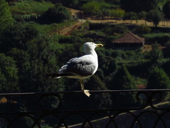 Seagull perching on railing