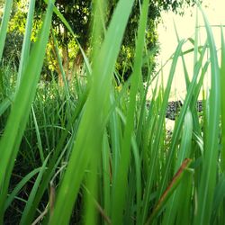 Close-up of green grass on field