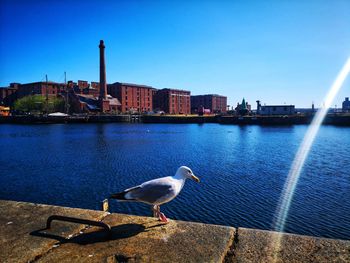 Seagulls by river in city against clear blue sky