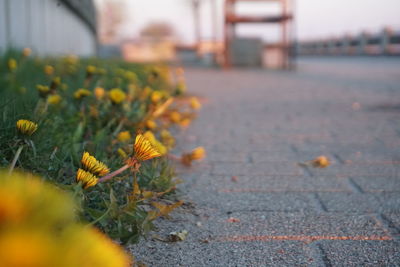 Close-up of yellow flowering plant on street