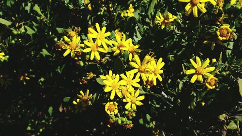 Close-up of yellow flowering plants