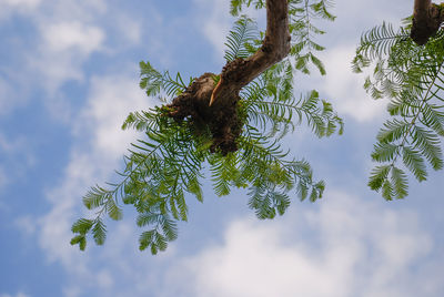 Low angle view of trees against cloudy sky