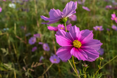 Close-up of pink flower on field