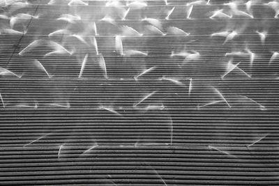 Irrigation agriculture field in california, united states. sprinkler system waters rows of lettuce