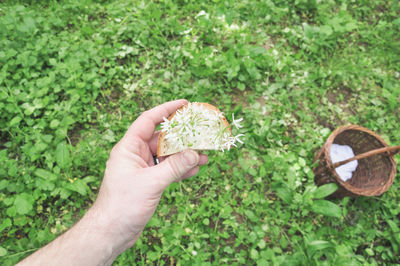 Close-up of hand holding plants in field