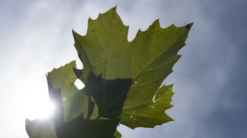 Close-up of maple leaf against sky