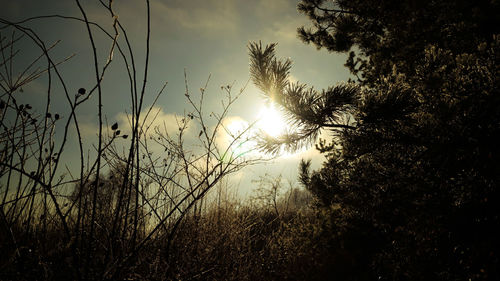 Silhouette trees against sky during sunset