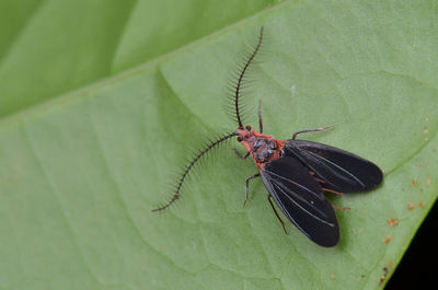 Close-up of insect on leaf