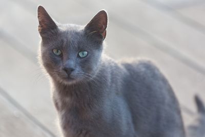 Close-up portrait of cat