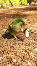 Bird perching on branch