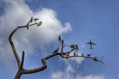 Low angle view of bird flying against sky