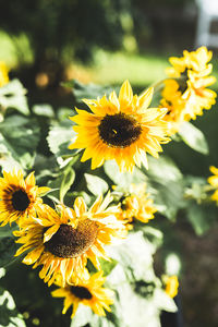 Close-up of sunflowers blooming outdoors