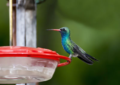 Close-up of bird perching on feeder