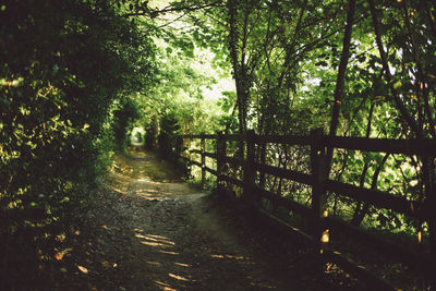 Narrow pathway along trees