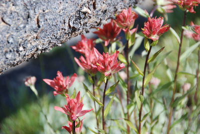 Close-up of red flowers blooming outdoors