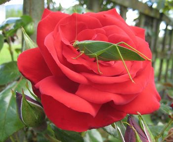 Close-up of red rose
