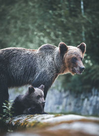 Bears on retaining wall at forest