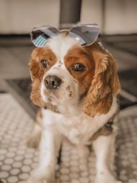 Portrait of dog on floor