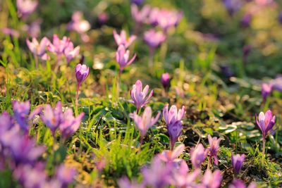 Close-up of pink crocus flowers blooming on field