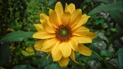 Close-up of yellow flower blooming outdoors