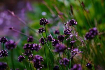 Wildflowers high up in the rocky mountains