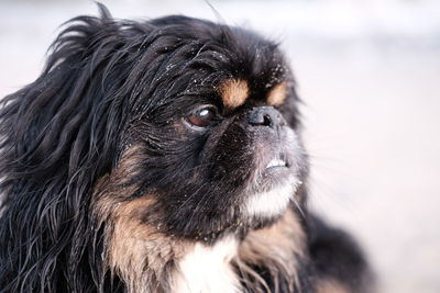 Close-up portrait of dog
