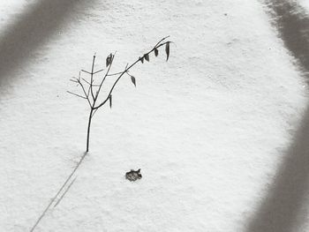 Close-up of bare tree