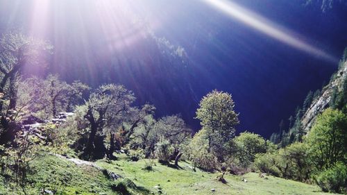 Scenic view of forest