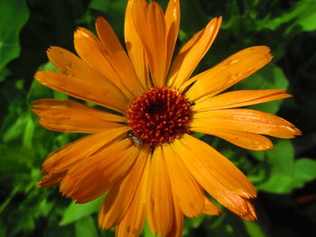 Close-up of orange flower