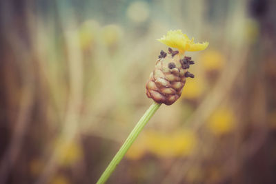 Close-up of yellow flower