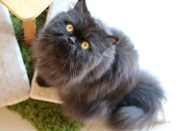 Close-up portrait of cat looking at camera