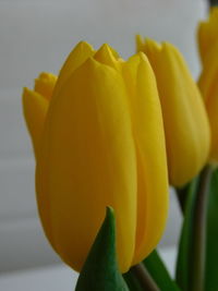 Close-up of yellow tulip