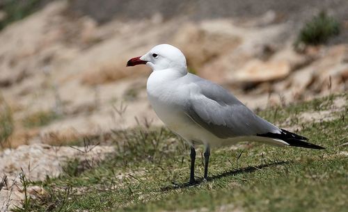 bird